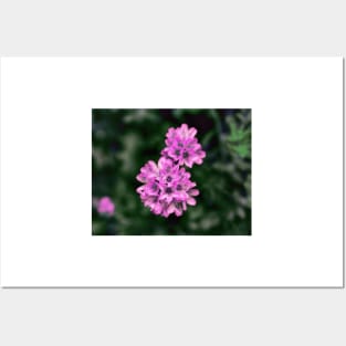 Delicate Pink Flowers Posters and Art